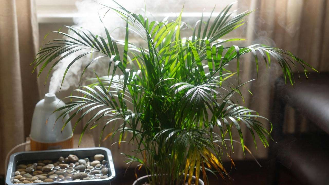 Areca palm with humidifier and pebble tray for optimal humidity indoors"