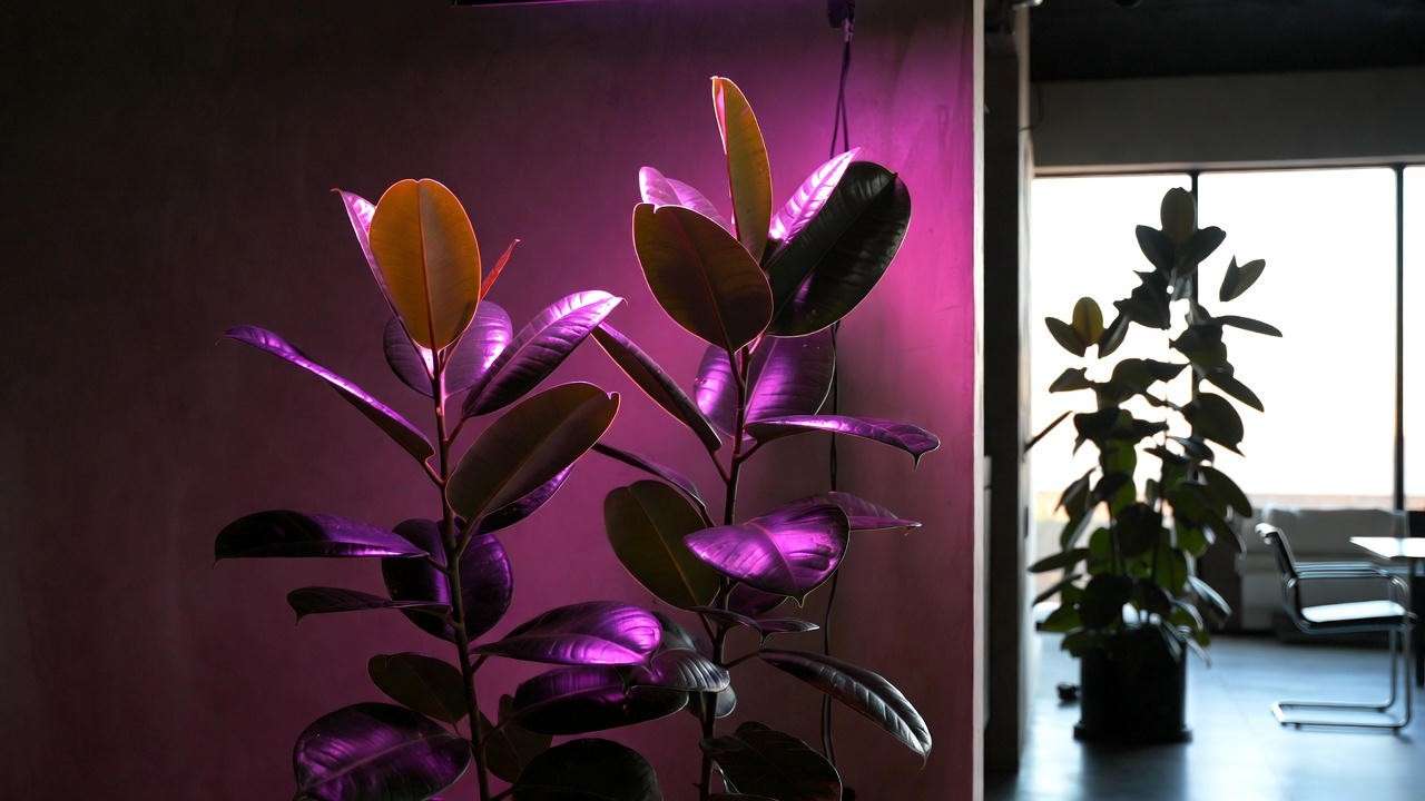 Huge indoor tree thriving under professional full-spectrum grow lights vs natural south window light