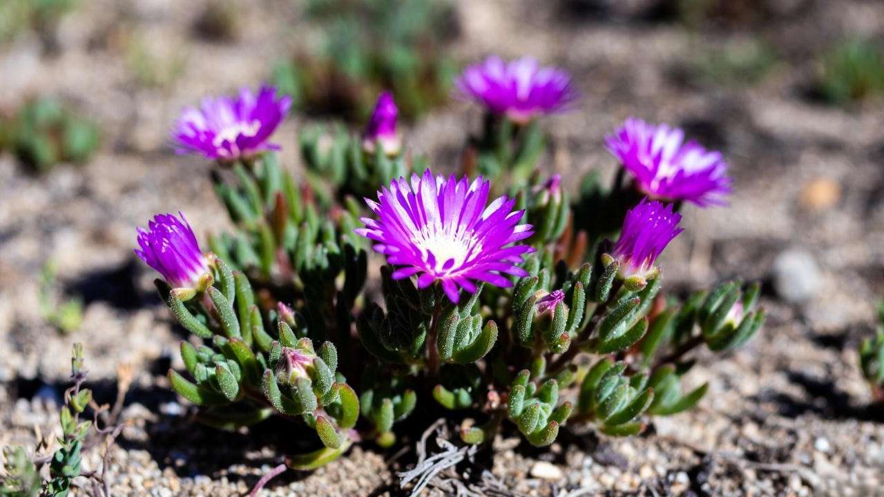 Close-up of purple ice plant in well-draining sandy soil under sunlight