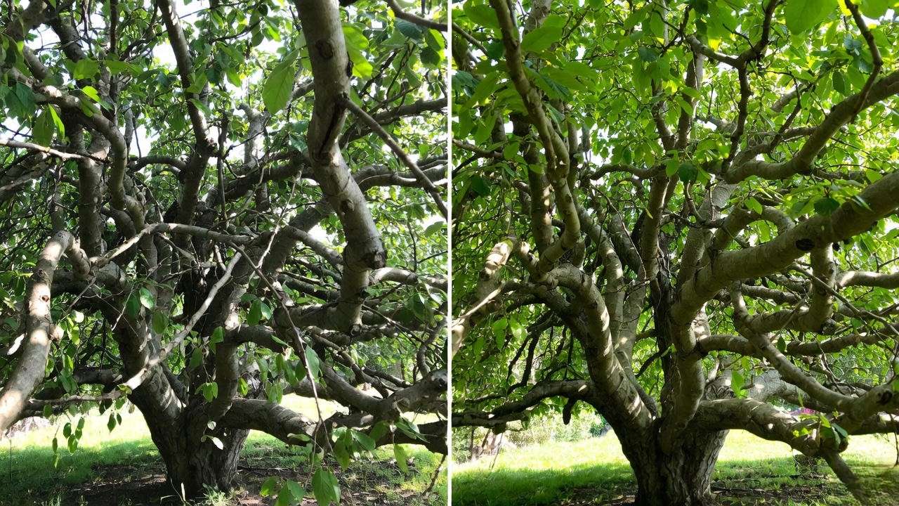 Before and after rejuvenation pruning on mature cherry tree
