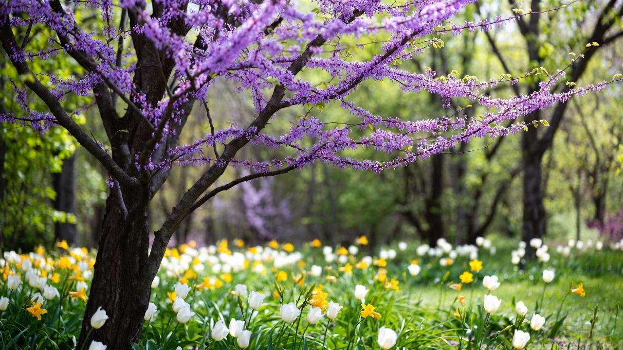 Eastern Redbud tree with tulips and daylilies in a mixed garden border."