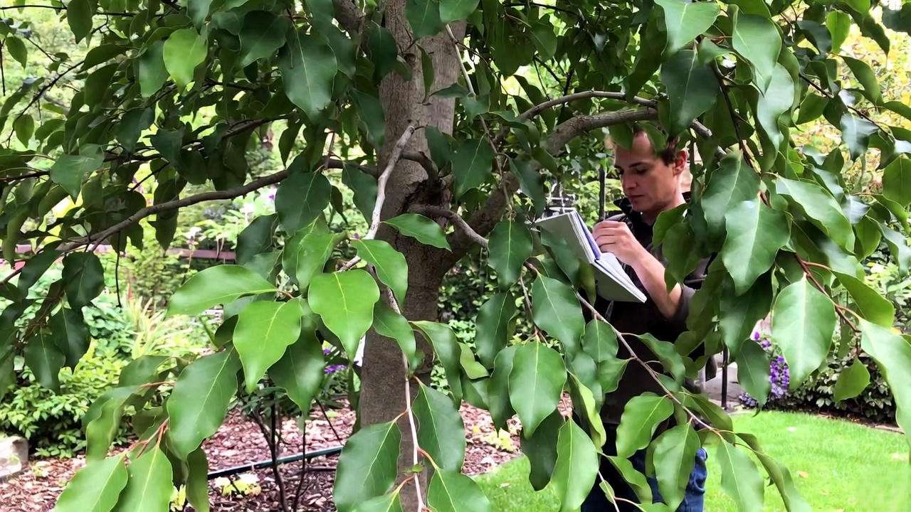 Gardener inspecting a healthy Mayten tree with notebook in a lush garden."