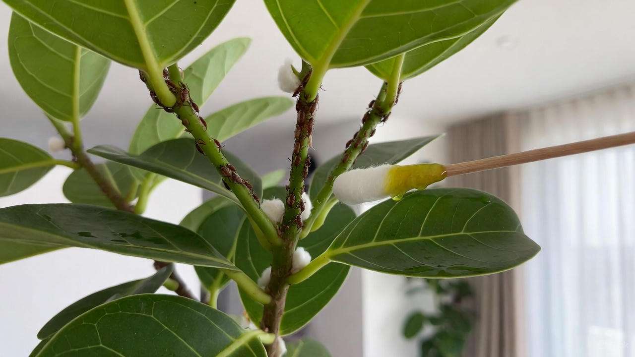 Treating mealybugs on an African milk tree with neem oil and cotton swab