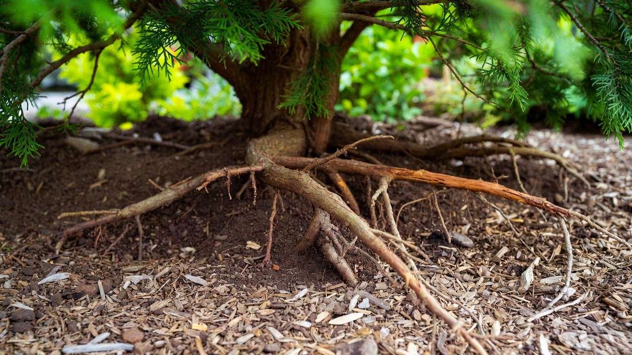 Close-up of cedar tree roots with organic mulch in well-drained soil for healthy growth."