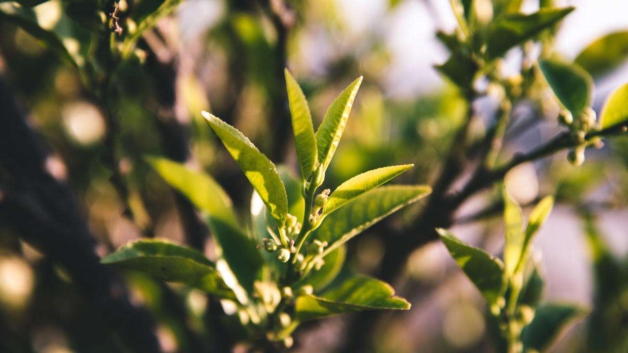 Healthy new lemon tree growth and flower buds after successful leaf drop recovery