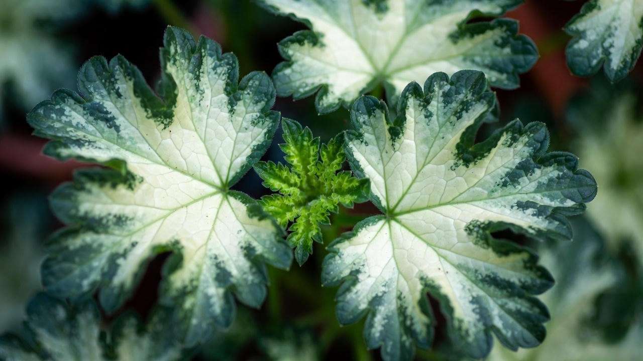 Geranium new growth with interveinal chlorosis causing white leaves due to iron or magnesium deficiency