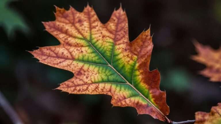 When to Trim Oak Trees: Best 2025 Timing Guide