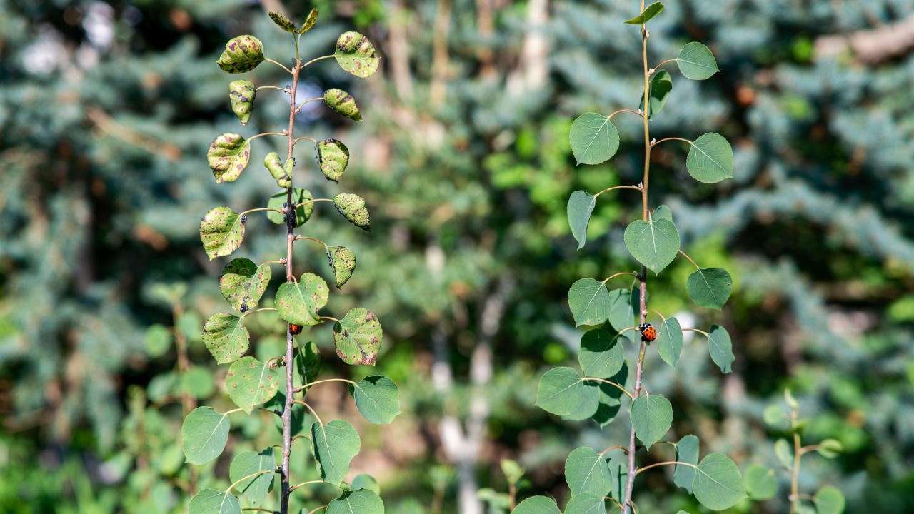 Swedish columnar aspen tree with aphid damage next to a healthy tree with ladybugs for natural pest control."