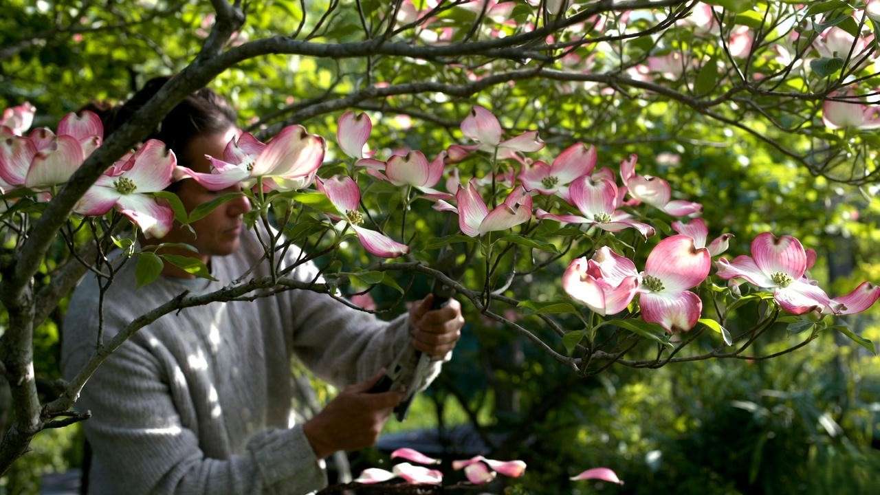 Gardener pruning flowering dogwood tree with pink bracts in a healthy garden."