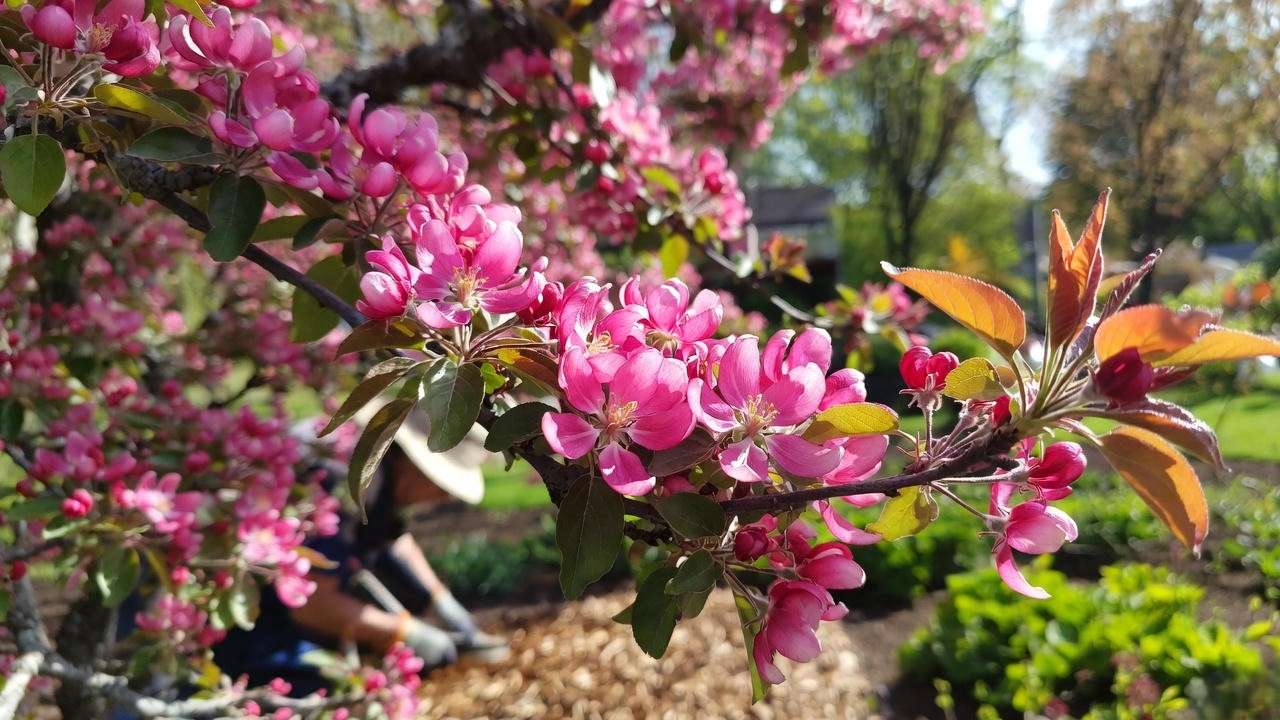 "Close-up of crabapple tree with pink blossoms and gardener applying mulch in a garden."