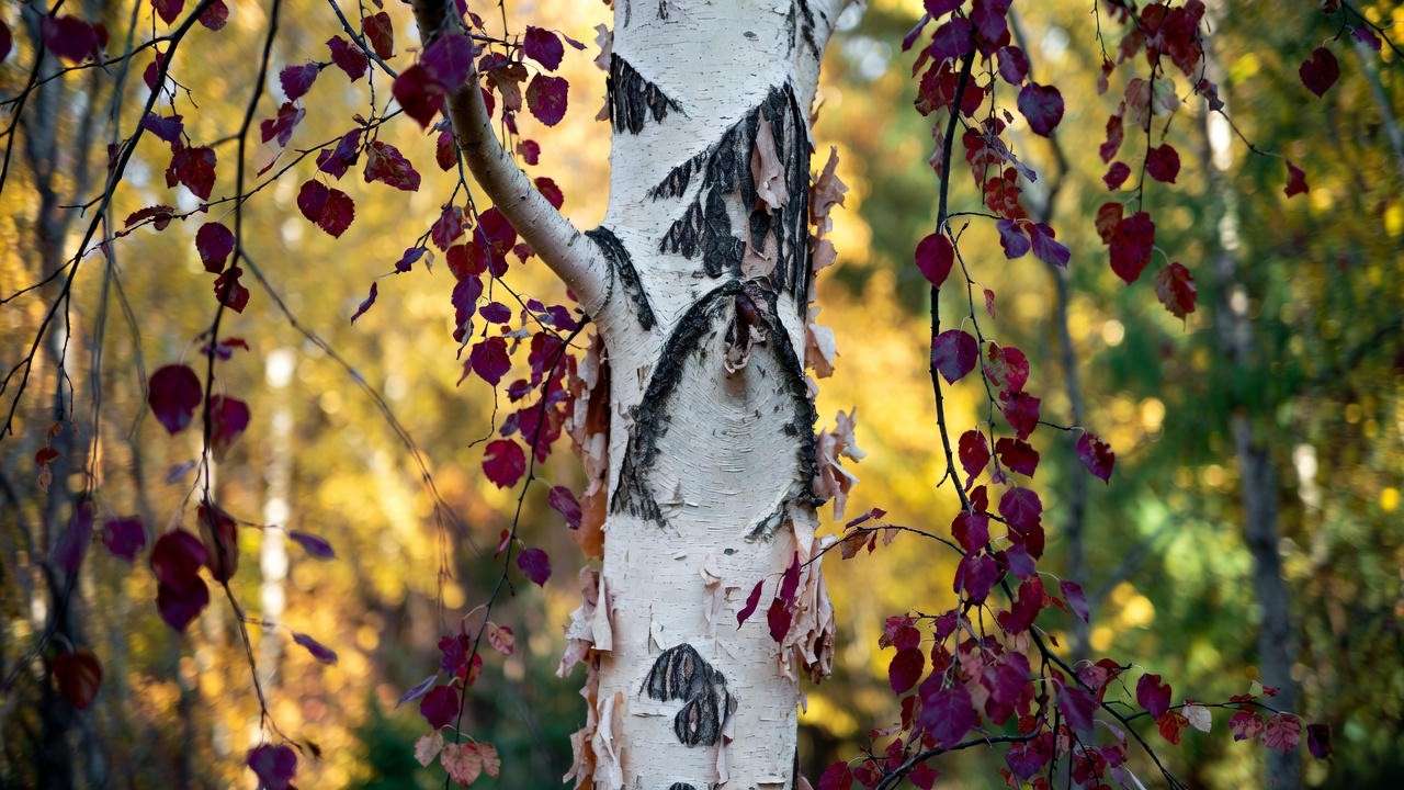 Close-up of Betula Royal Frost Birch Tree trunk and burgundy leaves in autumn"