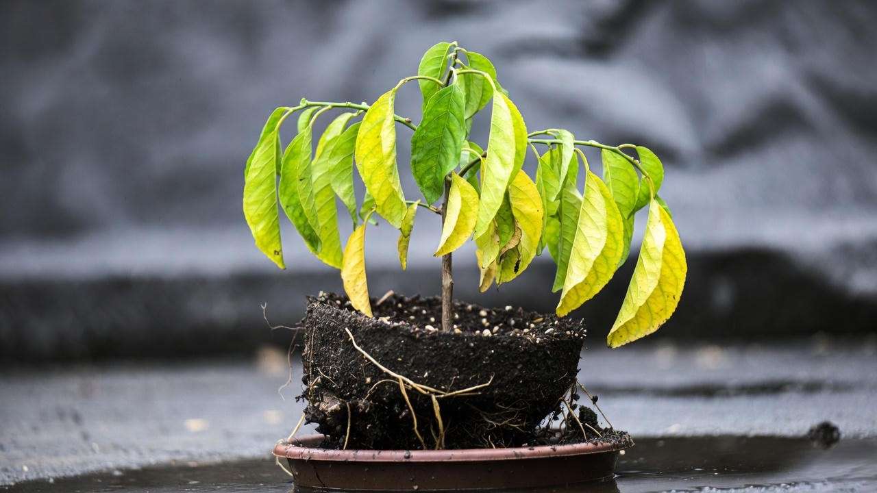 Lemon tree dropping yellow leaves from overwatering with wet soil and root rot visible