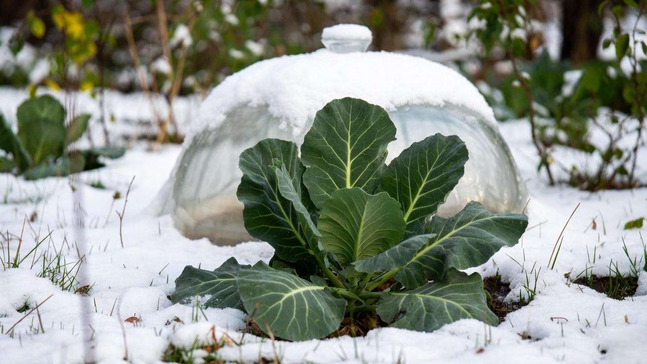 "Collard green tree under row cover in a snowy garden.