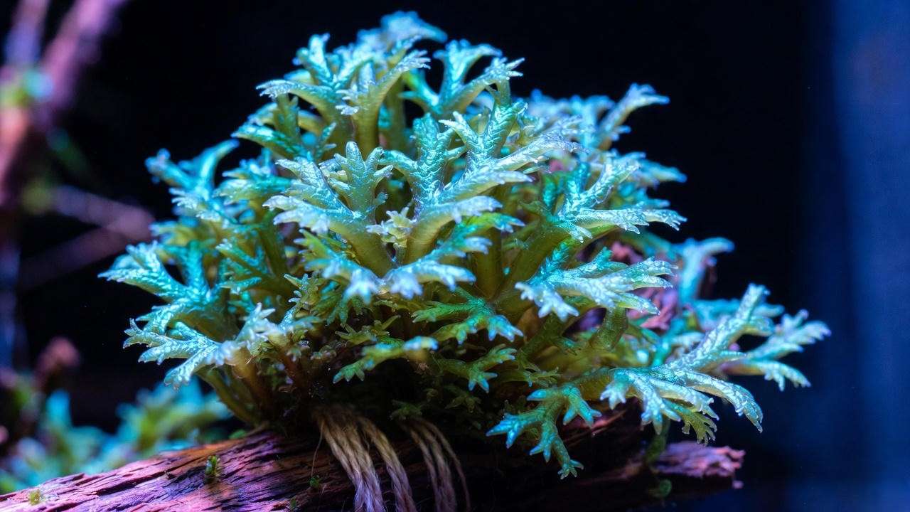Peacock moss displaying metallic blue-green shimmer in a 2025 low-tech tank