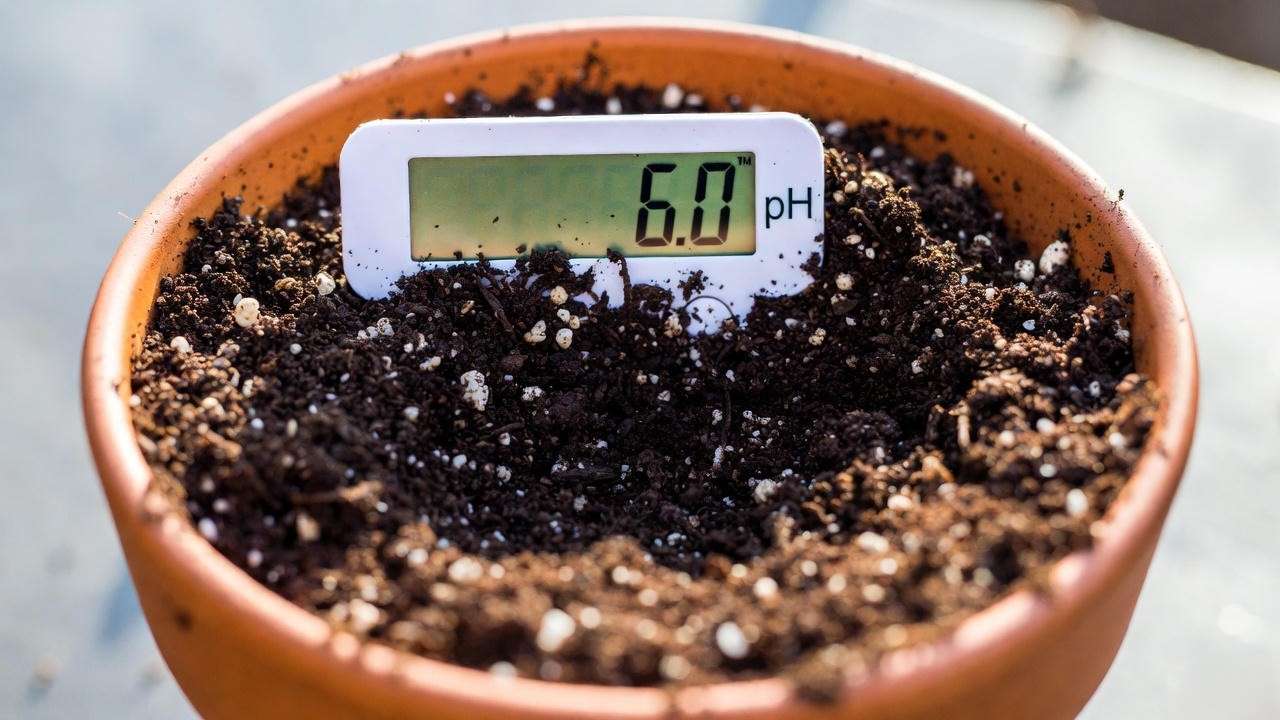 Homemade acidic soil mix for white hibiscus with perfect pH for healthy growth