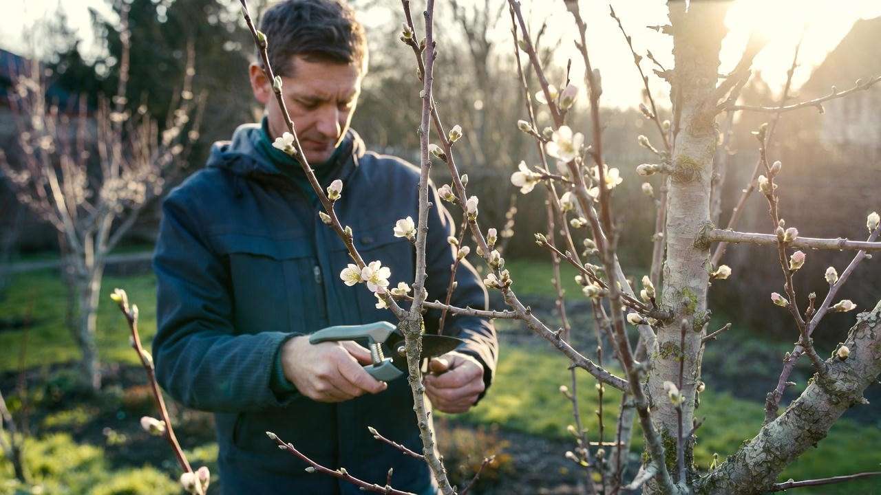 Gardener pruning plum tree branches to boost flower buds in a lush garden."