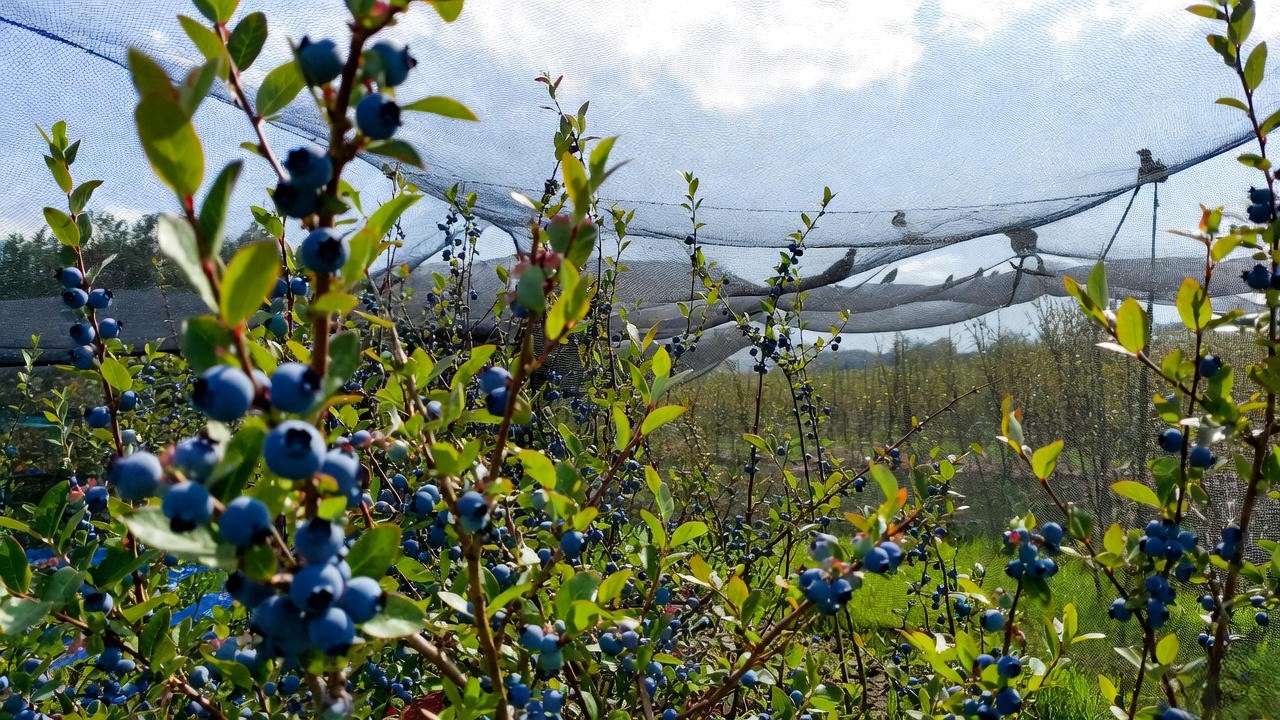 Bird netting protecting heavy crop of ripe Legacy blueberries