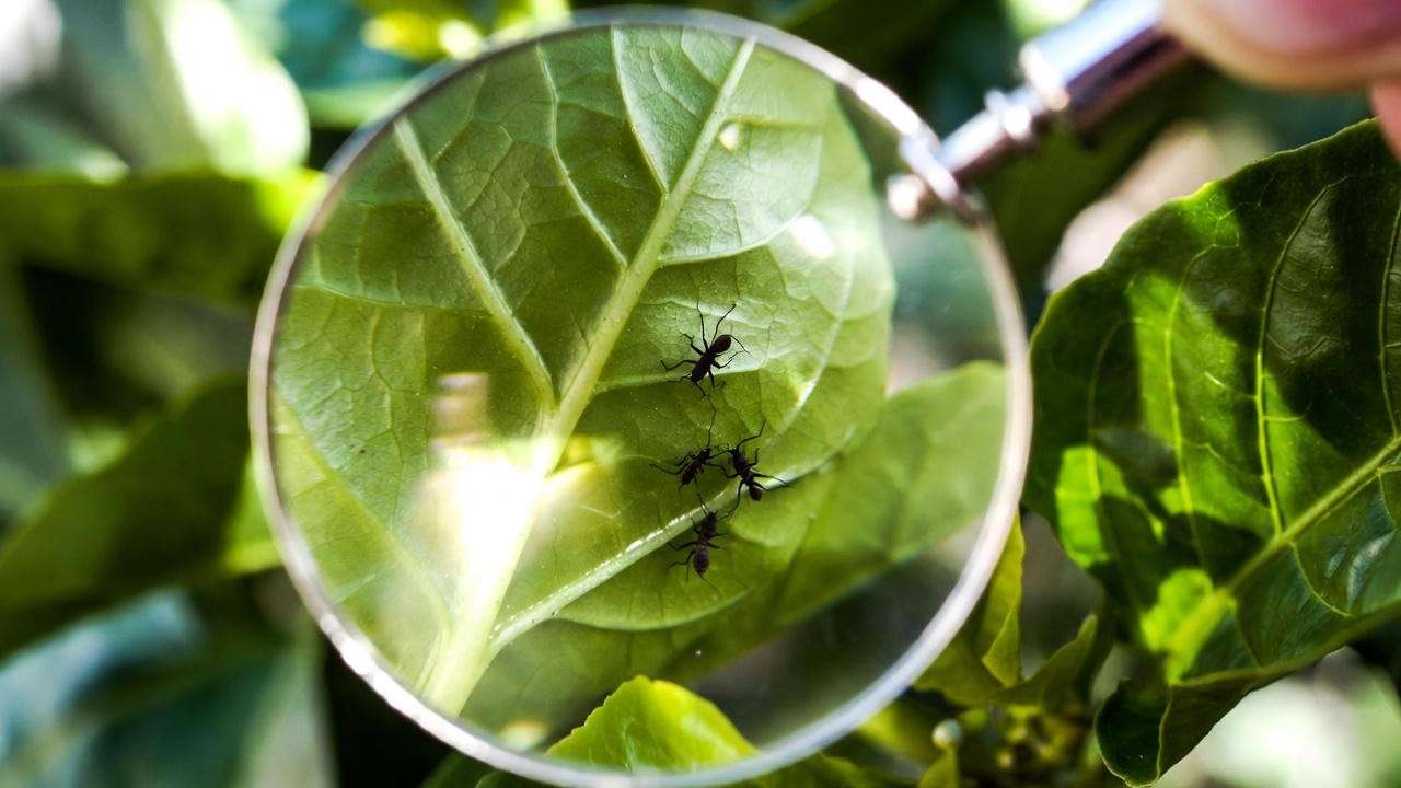 Inspecting underside of pepper leaf for early aphid detection
