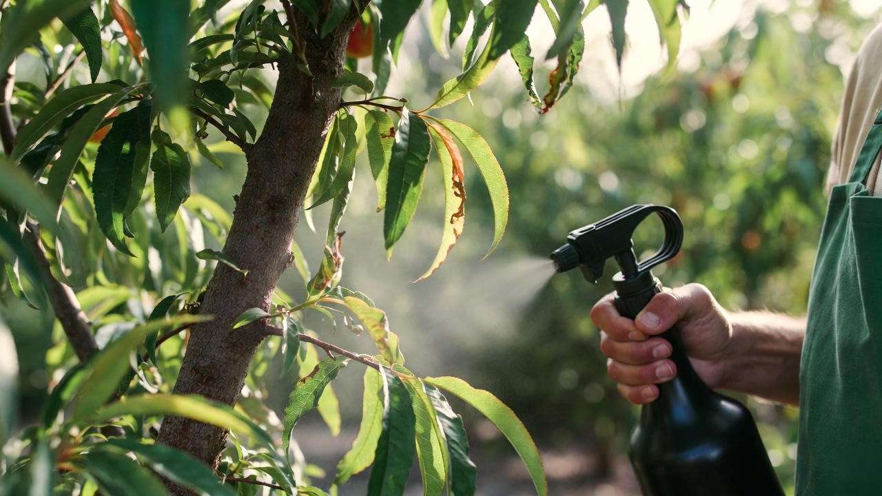 Gardener applying neem oil to a Red Haven peach tree with pest-damaged leaves."