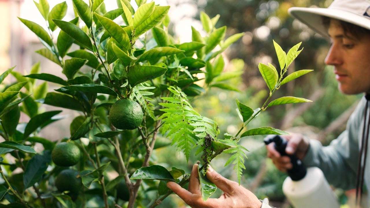 Gardener managing pests on a blood orange citrus tree with organic neem oil."