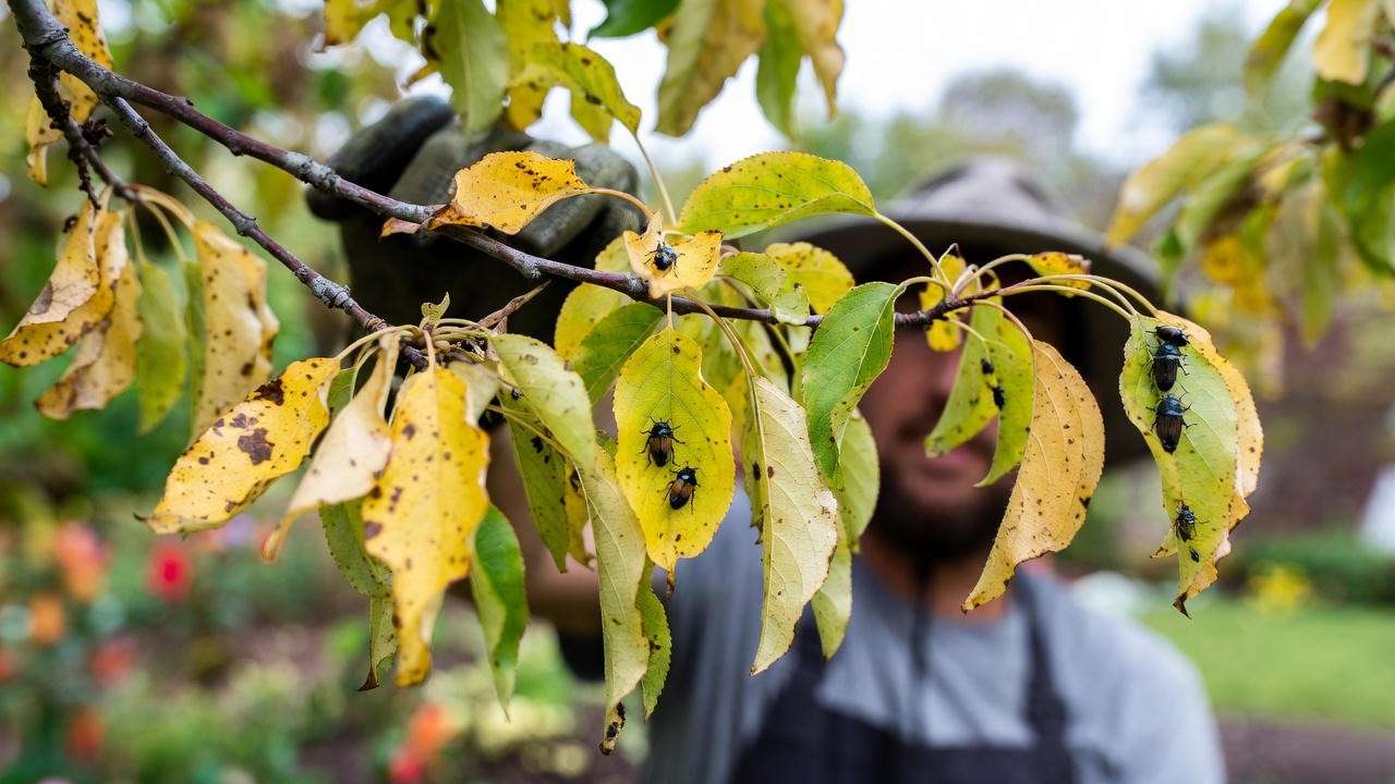 Crabapple tree with pests like aphids and Japanese beetles, and disease signs, inspected by a gardener."