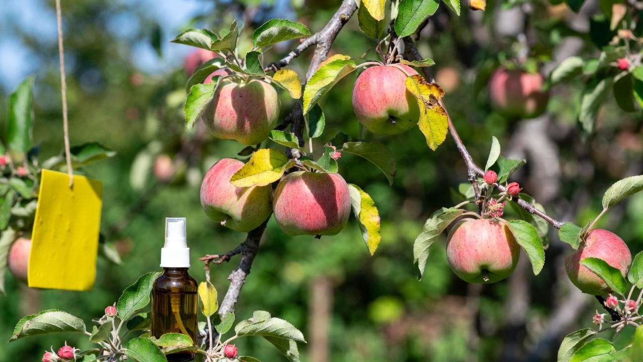 Pink Lady apple tree with ripe apples and pest control tools"