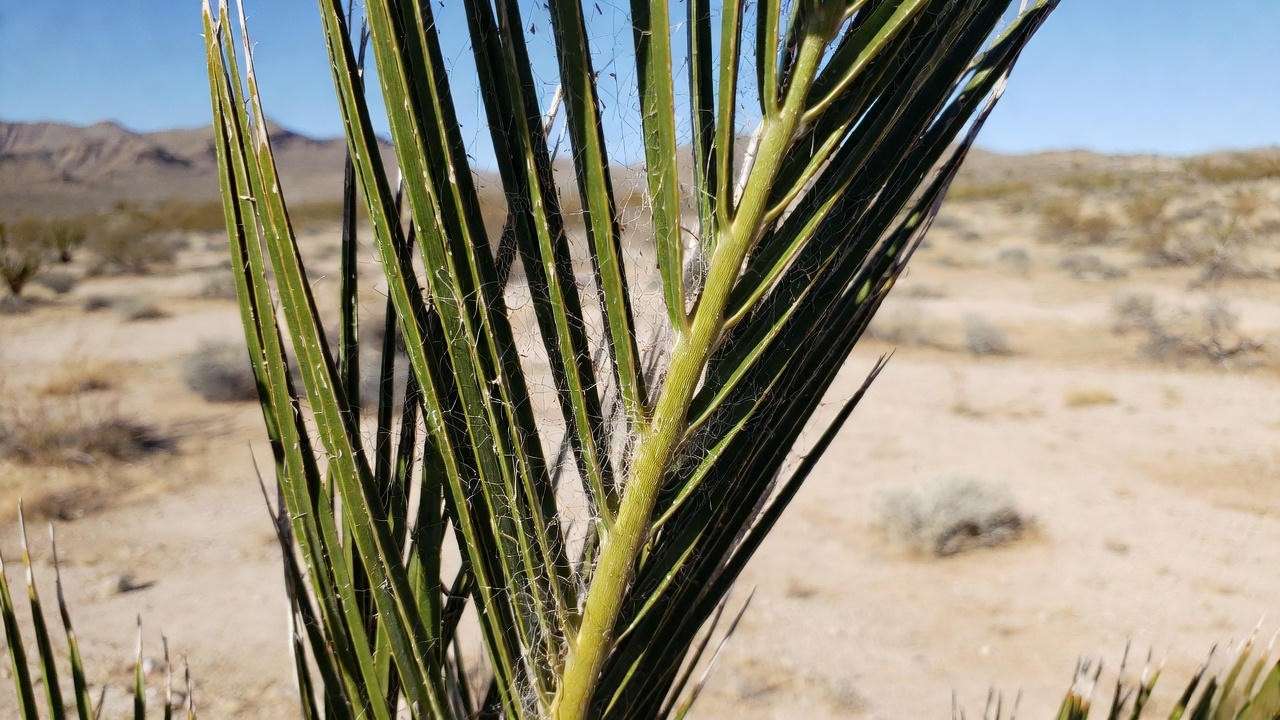 Close-up of an Arizona palm tree frond with spider mite webbing in a desert backdrop."