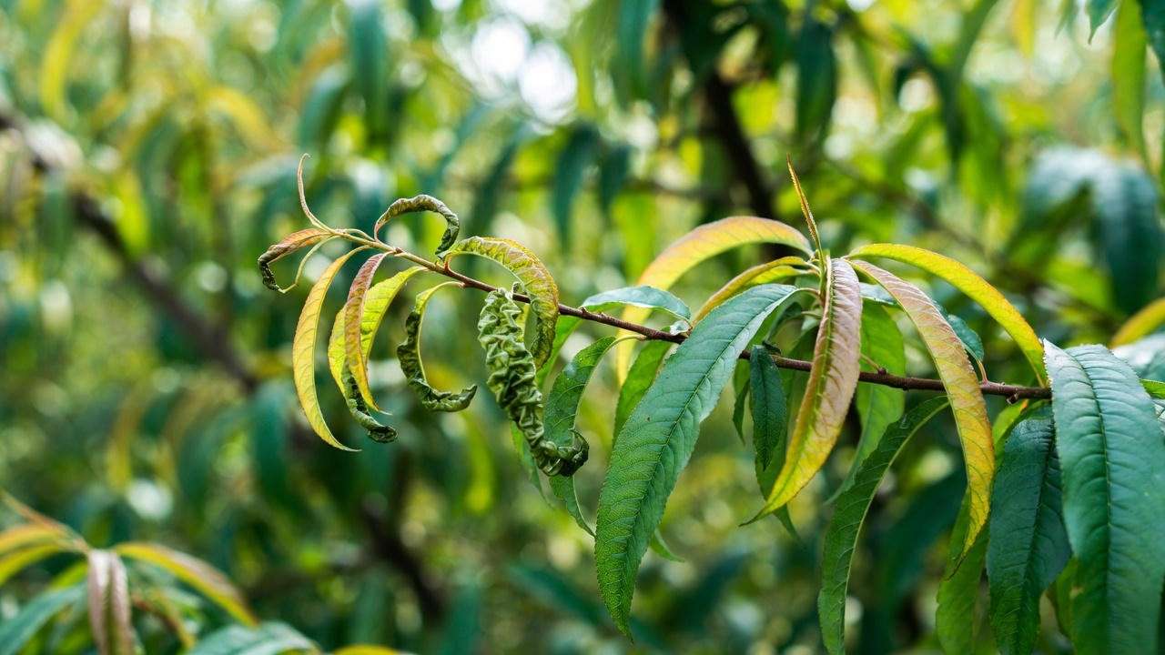 Redhaven peach tree with pest-damaged and healthy treated branches in a garden"