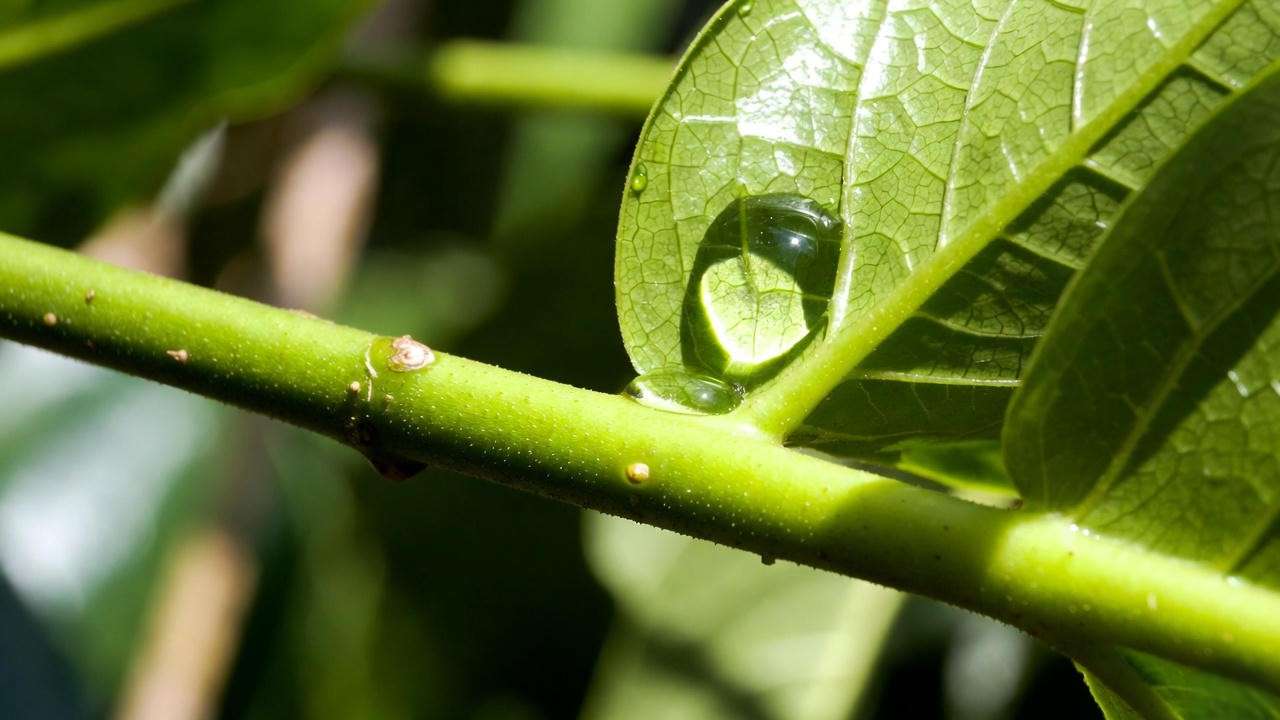 Healthy puakenikeni leaves free of pests and scale insects