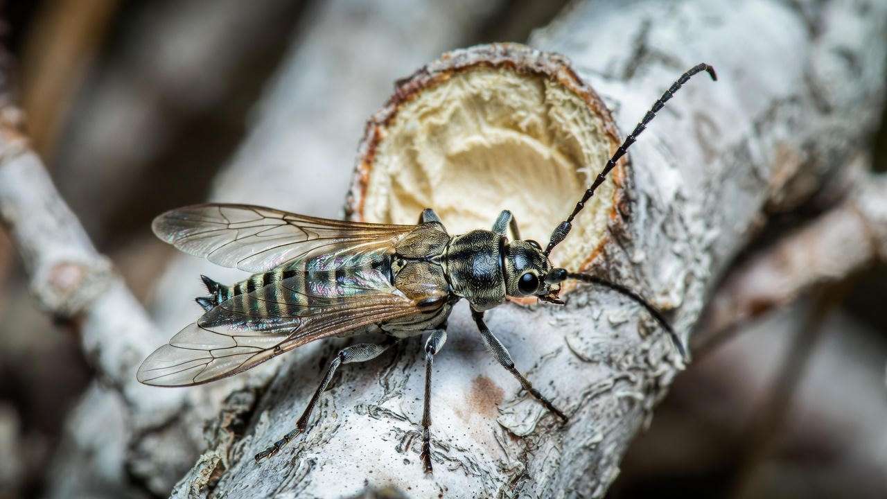 Mesquite twig girdler beetle damage on Chilean mesquite branch