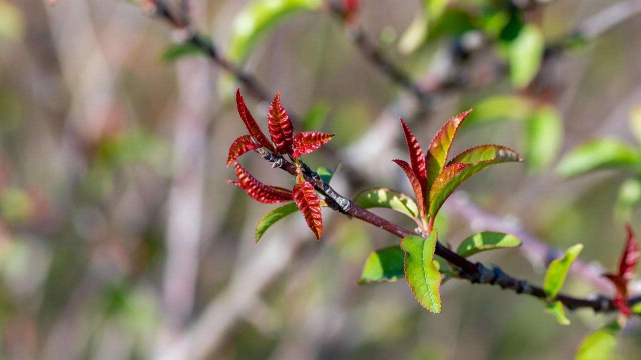 Early signs of peach leaf curl on doughnut peach tree leaves