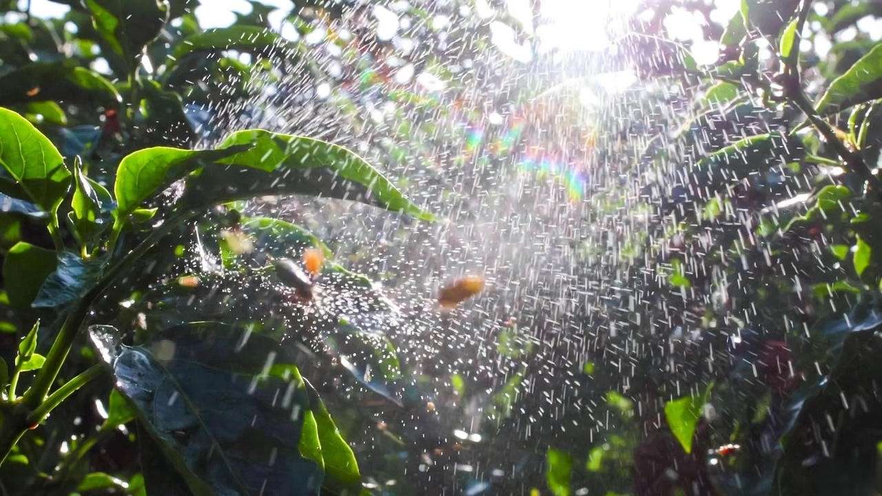 Organic aphid control on Lemon Drop pepper leaves using water spray
