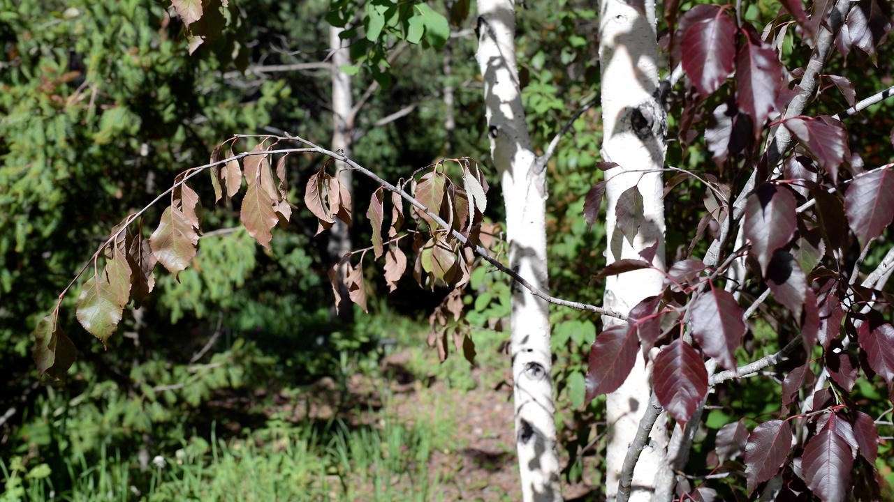 Betula Royal Frost Birch Tree with bronze birch borer damage vs healthy tree"