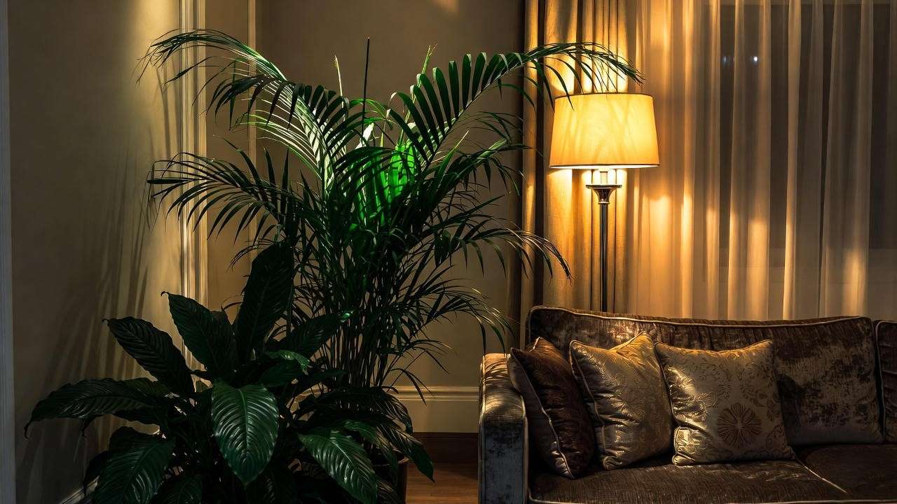 Kentia Palm and Peace Lily as elegant low-light living room focal point