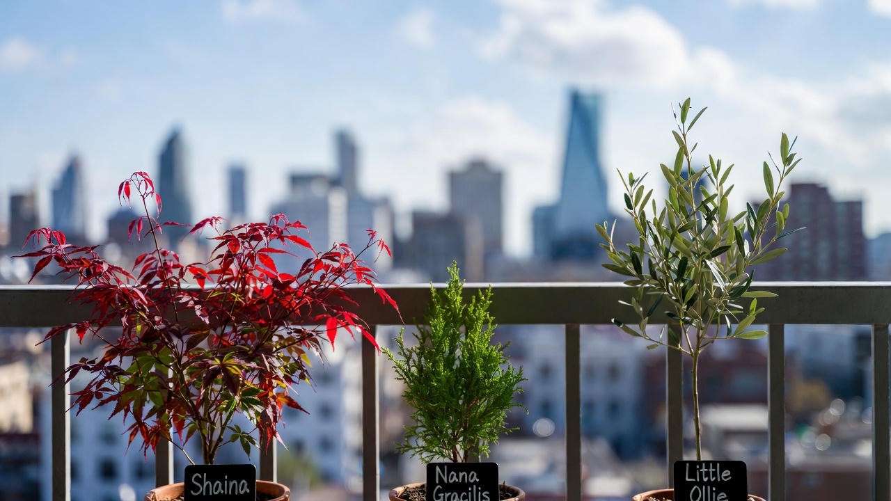 Balcony container garden featuring trees with small leaves: Japanese maple, Hinoki cypress, and dwarf olive