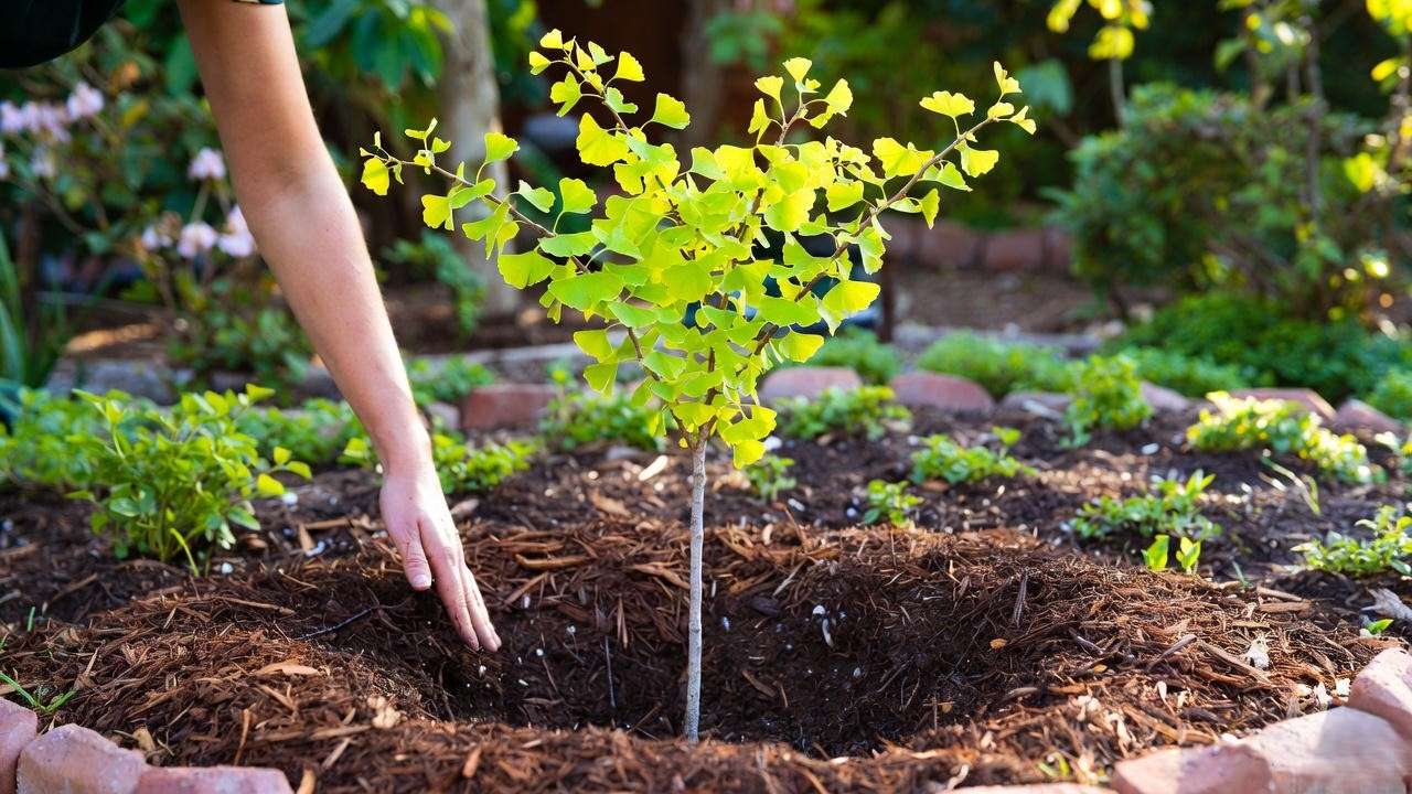 "Gardener planting a Goldspire Ginkgo tree with visible root flare and mulch ring in a sunny garden bed."