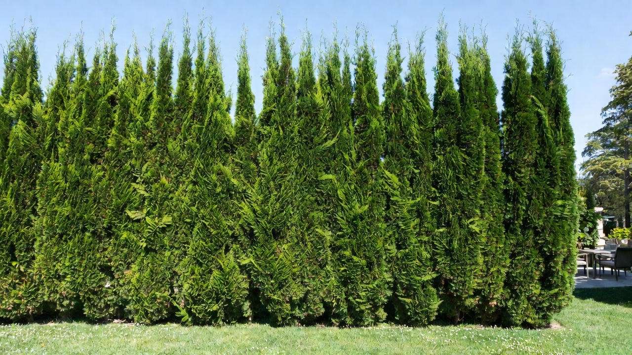 Staggered double-row planting of columnar evergreens for fastest privacy