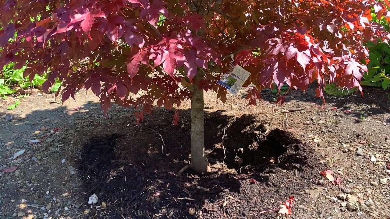 Correctly planted Brandywine red maple showing exposed root flare and proper mulch ring