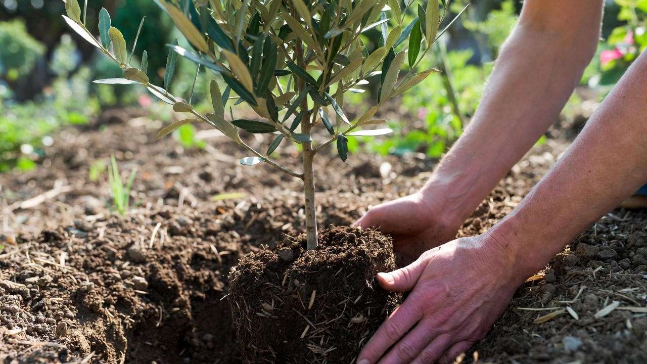 Mission olive tree planting in well-draining soil with gardener adding compost in a sunny garden."