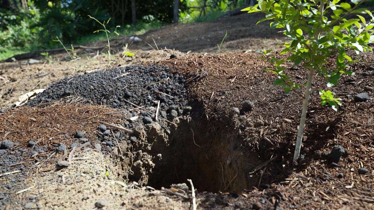 Preparing perfect soil mix and planting hole for puakenikeni tree