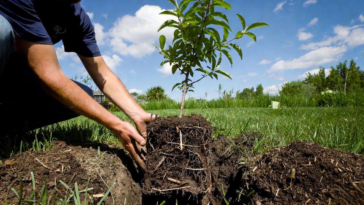 Gardener planting a Red Haven peach tree with bare roots and compost in a sunny backyard."