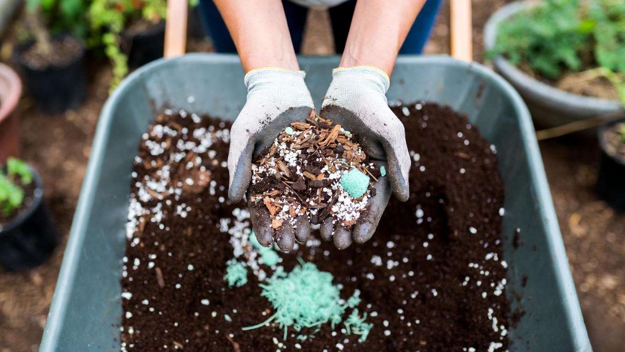 Preparing ideal acidic well-draining soil mix for chestnut seedlings