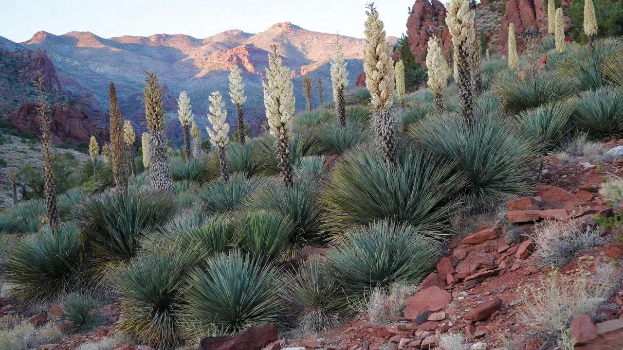 Mature Yucca elata planted in dramatic desert xeriscape garden