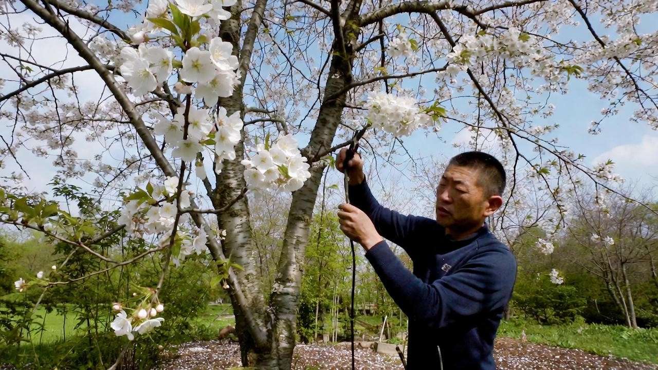 Gardener pruning cherry blossom tree with white flowers in spring.