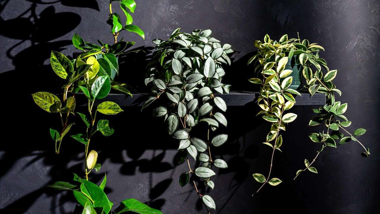 Variegated trailing indoor plants: Philodendron Brasil, silver pothos, and Hoya Linearis