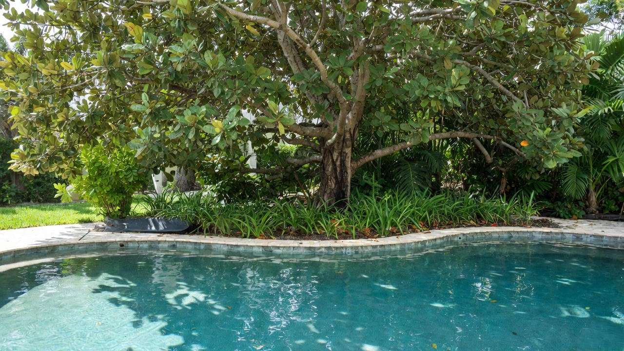 Pool-safe Shady Lady tree with root barrier and tropical underplantings