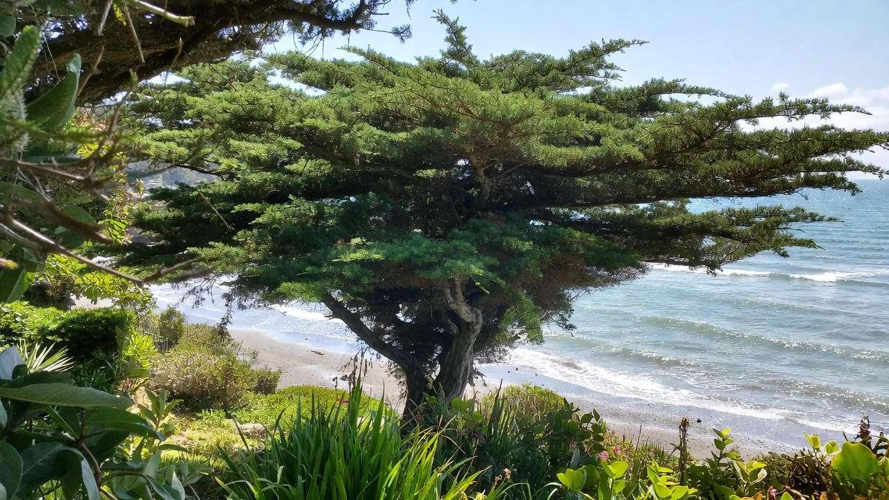 Port Orford Cedar tree with feathery foliage in a coastal garden near sandy shore".