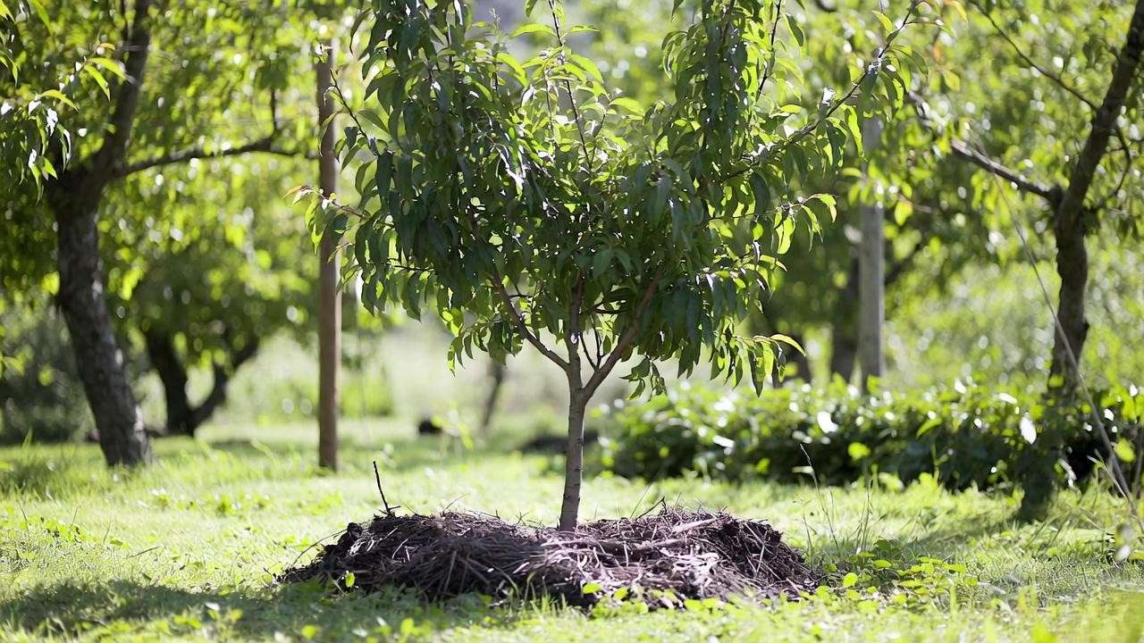 Mulched bare root peach tree with stake support in a sunny orchard."