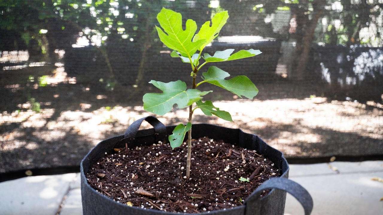 Young fig tree in drainage-optimized potting mix during hardening off
