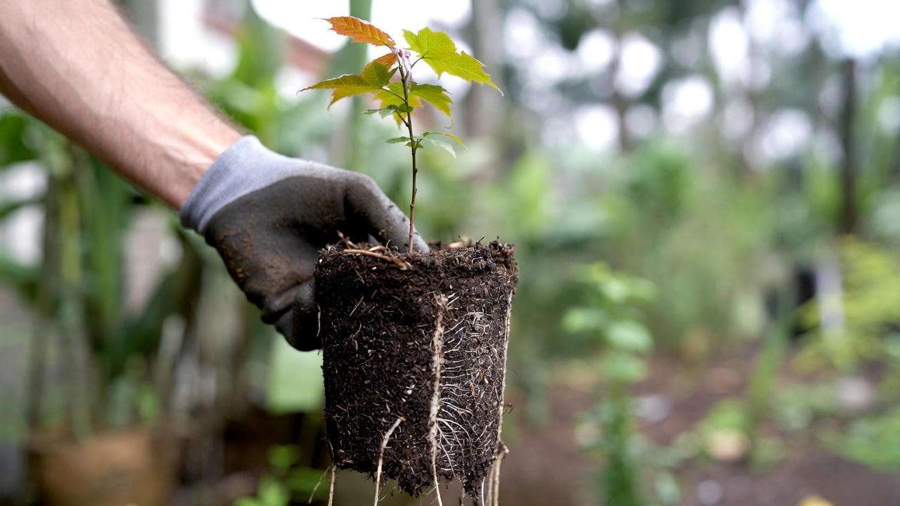 Potting up maple tree seedling into deeper container to encourage strong taproot growth